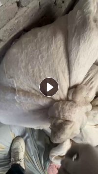 出售蚕丝下脚料,旧蚕丝被,货在四川德阳
