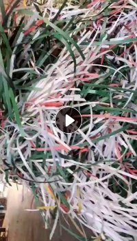 长期出售杂色pp打包带废料