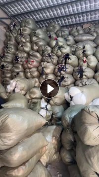 长期出售服装下脚料，有涤纶，氨纶的，白烟布，月供20来吨，货在福建厦门