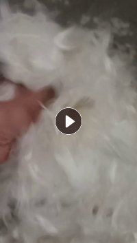 长期出售羽毛，鹅毛，供沙发厂做靠枕坐垫扶手，货在江苏苏州