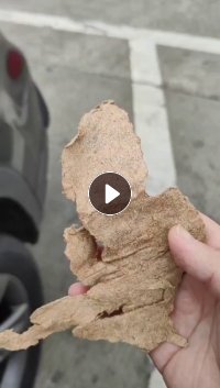 长期出售松树针叶浆