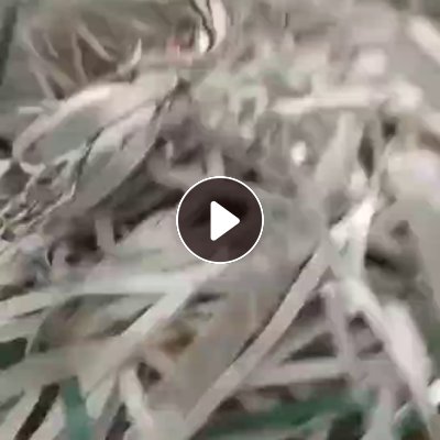 出售杂色PP打包带毛料，长期供货