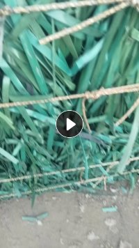 出售棉花打包带毛料