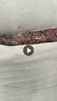 长期出售杂色沉水pp打包带破碎料