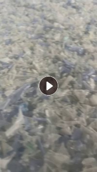 出售PET蓝白片破碎料，热洗的，月供300吨