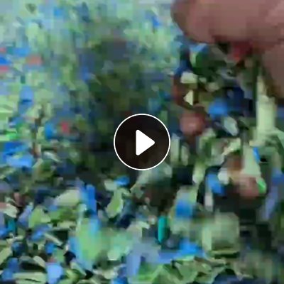 出售pp工程丙破碎料,冲击30多个,现在货10吨左右