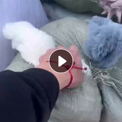 出售涤纶废布，纯涤的白色、浅色、中色、黑涤纶和氨纶都有，现货200吨，河北保定