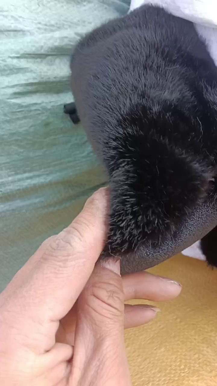 长期出售牛津拉丝布，复合布，水貂复麂皮，月供上百吨，货在浙江嘉兴