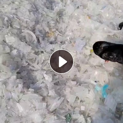 出售PP饭盒破碎料，现货近20吨，月供两三百吨