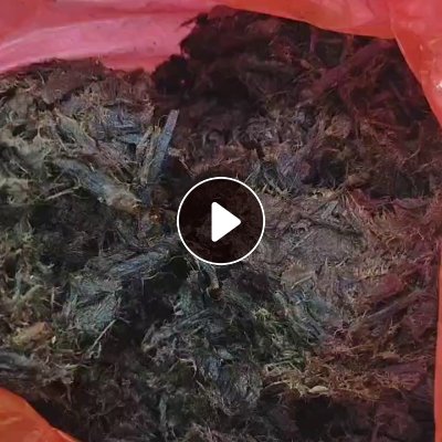 大量出售浆渣，干后是黄色的