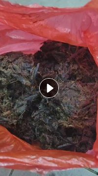 大量出售浆渣,干后是黄色的