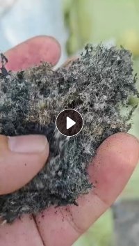 长期出售轮胎加工下来的尼龙线毛毛料,现货40-50吨,热值6000多卡