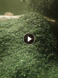 出售聚酯打包带破碎料，干粉