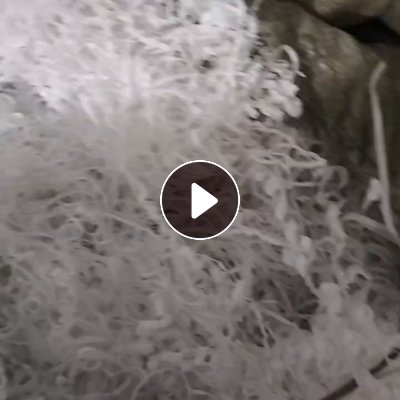 出售白色PET刨丝，PET边料，棒车出来的，现货20多个包