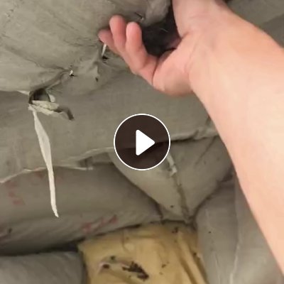 长期出售滴灌带贴片，草莓园里的黑色水袋