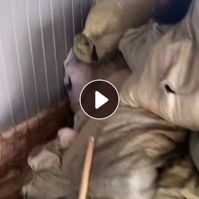 长期出售黑色涤纶废丝，黑色硬丝，现货有几吨，货在河北保定