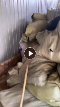 长期出售黑色涤纶废丝，黑色硬丝，现货有几吨，货在河北保定