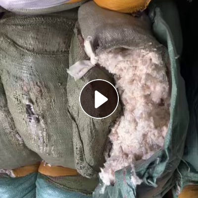 长期出售纺织厂下来的废毛，下脚料，燃烧料，黑料，烧火料，现货有15吨左右，货在江西抚州