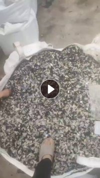 出售pp汽车内饰破碎料, 保险杠破碎料,清洗甩干除铁,月供40吨左右