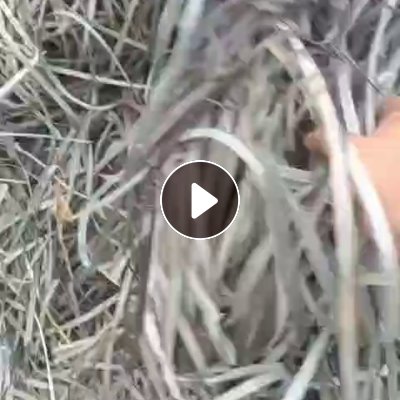 出售PP打包带废料，漂料，月供10吨