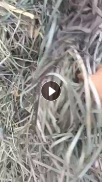 出售PP打包带废料，漂料，月供10吨