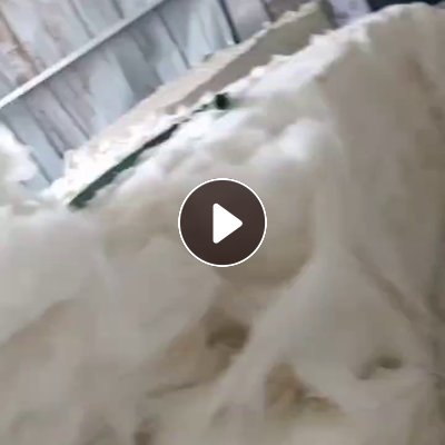 长期回收纯涤纶的开花棉，要白色的没有棉结、线头，不含水分的，纺纱用，厂在甘肃兰州