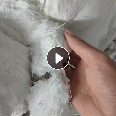 长期出售白色涤纶废丝，涤纶干丝，月供20吨，可以造粒，货在新疆阿克苏