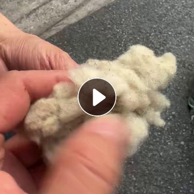 出售羊毛下脚料料，澳洲精短，全毛，现货有6吨，货在江苏江阴