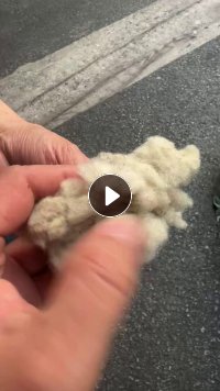 出售羊毛下脚料料,澳洲精短,全毛,现货有6吨,货在江苏江阴