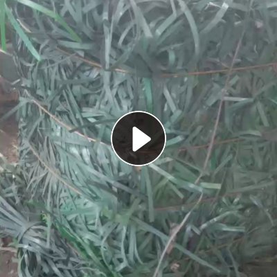 出售pet打包带，杂色的，月供30吨