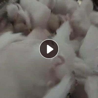 长期出售挡风被下脚料，丝绵下脚料，四五天出9.6米的一车