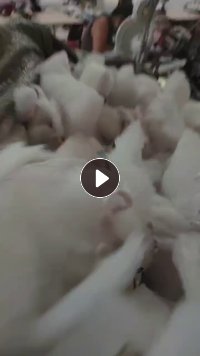 长期出售挡风被下脚料，丝绵下脚料，四五天出9.6米的一车