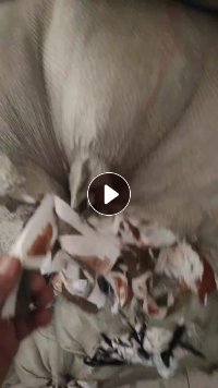 长期出售梭织涤棉废布,涤棉边角料,钓鱼线布料,涤棉废布,现货10吨左右
