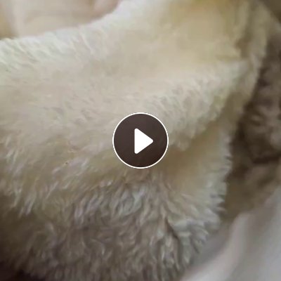 出售单面的绒布，库存绒布，现货十几条，克重160