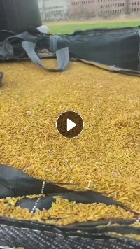长期出售纯pvc电线皮废料,现货一挂车