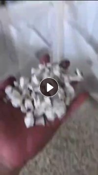 长期出售共聚丙破碎料，白筐破碎料