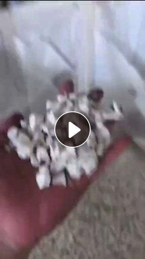 长期出售共聚丙破碎料，白筐破碎料
