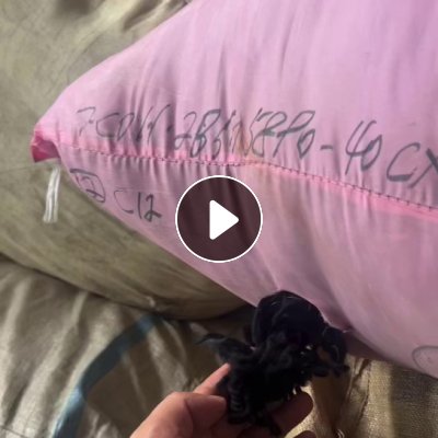 现货处理一批羊毛下脚料，含毛40-80之间，统货出，现货15吨，厂在广东梅州