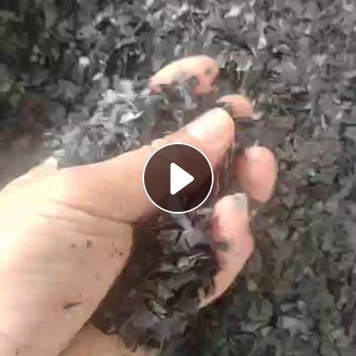 出售黑色PP吸塑餐盒破碎料