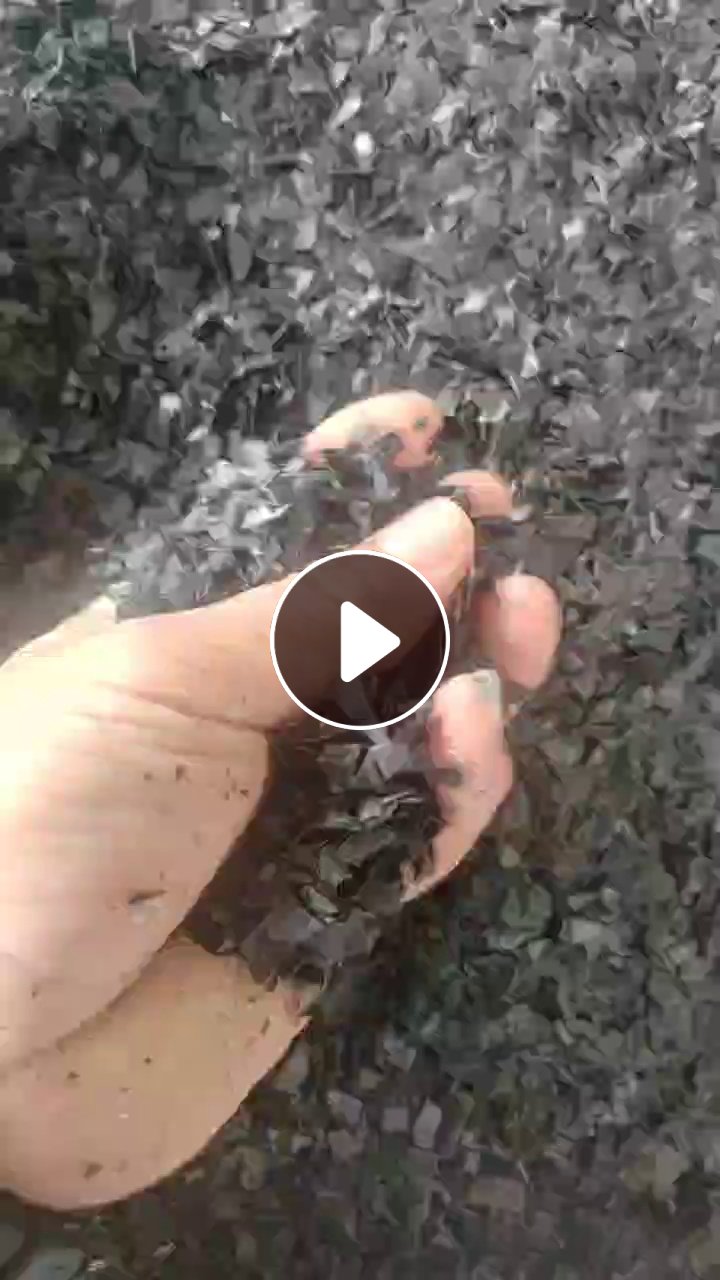 出售黑色PP吸塑餐盒破碎料