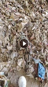 出售废塑料,地膜料,杂塑料,可以炼油用、燃烧,现货1000吨