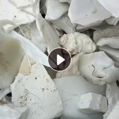 出售PET机头料，白色和杂色的都有