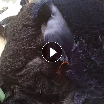 长期出售线管割下来的涤纶废丝，涤纶干丝，有黑色跟白色两种，白色几十吨