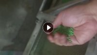 出售绿色PP颗粒,全漂,冲击8-10
