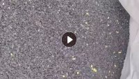 出售PP黑色水果筐破碎料,沉水料