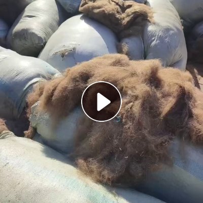 长期出售骆驼毛，梳绒机下来的骆驼毛渣，现货有几十吨，货在河北邢台