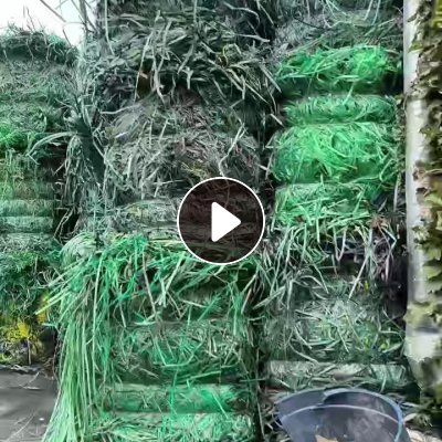 出售PET打包带毛料，现货二十多吨