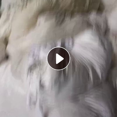 出售旧衣服大白，白料，开花料，现货有6.8米一车，货在河南驻马店