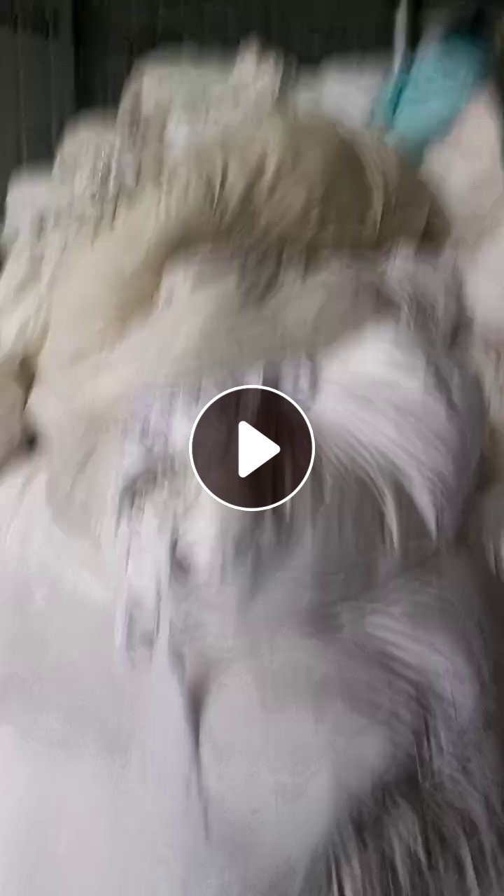 出售旧衣服大白，白料，开花料，现货有6.8米一车，货在河南驻马店