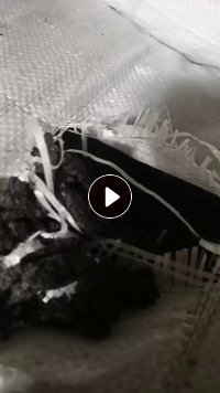 长期出售氨纶黑色颗粒，便宜卖，现货100吨左右，货在河北石家庄